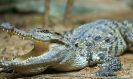 鳄鱼视频,揭秘神秘水下生物的生存智慧
